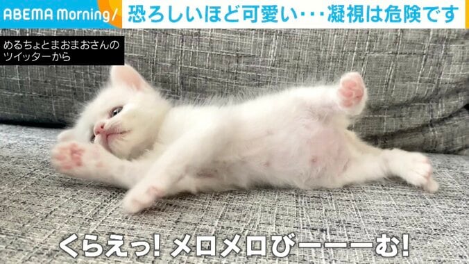 「メロメロびーーーむだニャン」子猫の可愛すぎるポーズに悶絶の声殺到「お腹に吸い込まれるぅー」「やられた～」 1枚目