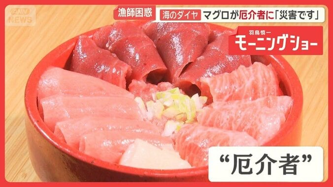マグロが厄介者に「災害です」海へ放流…漁師困惑　各地でクロマグロ豊漁も喜べない訳 1枚目