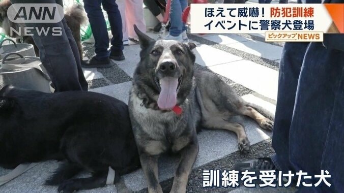 防犯訓練をしているという飼い主もいる