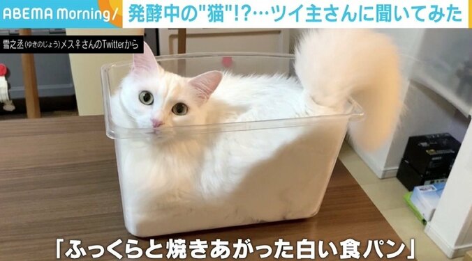 透明なケースにパンパンに詰まった猫 「発酵させています」写真に癒やされる人続出 2枚目