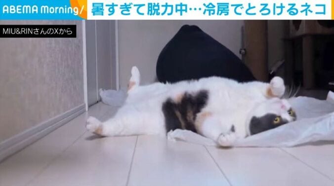 みゅーちゃん