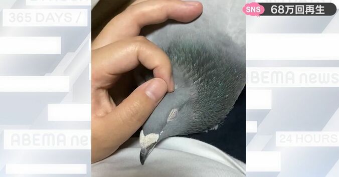 鳩ってこんなに甘えるの！？ 元伝書鳩と飼い主の関係が両想いすぎて尊い… 鳴き声も表情もかわいすぎる動画が話題に 1枚目