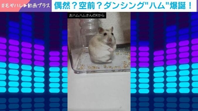 ジャンガリアンハムスターの桜ちゃん
