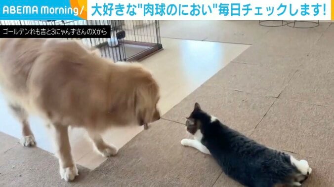 ゴールデンレトリバーのれも吉ちゃん、ネコのちま吉ちゃん