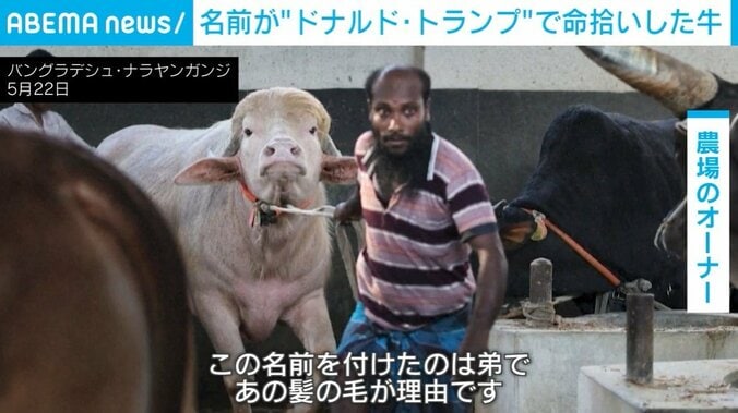 水牛