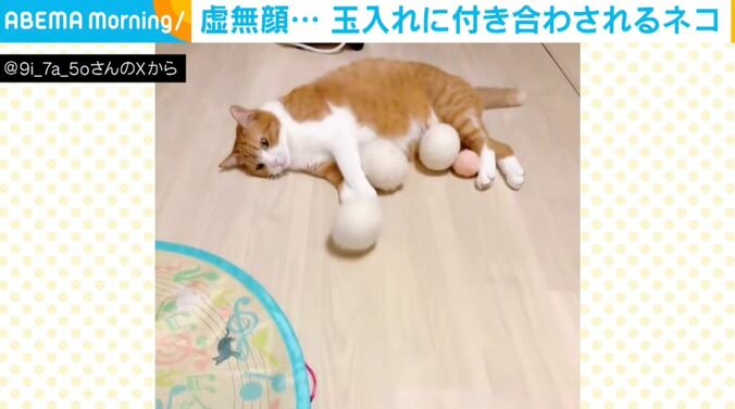 猫のきなこちゃん