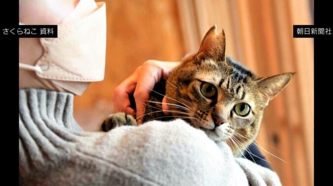 さくら猫