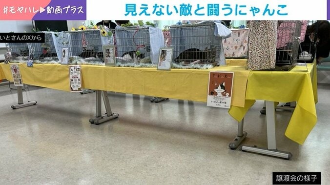 保護猫・くまちゃん