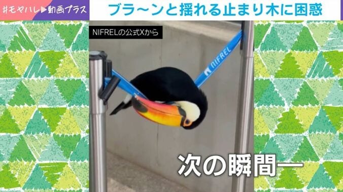 オニオオハシのポンズくん