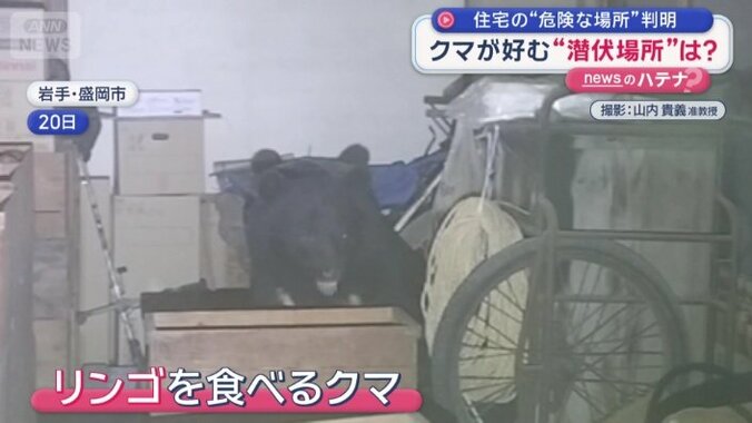 リンゴを食べるクマ