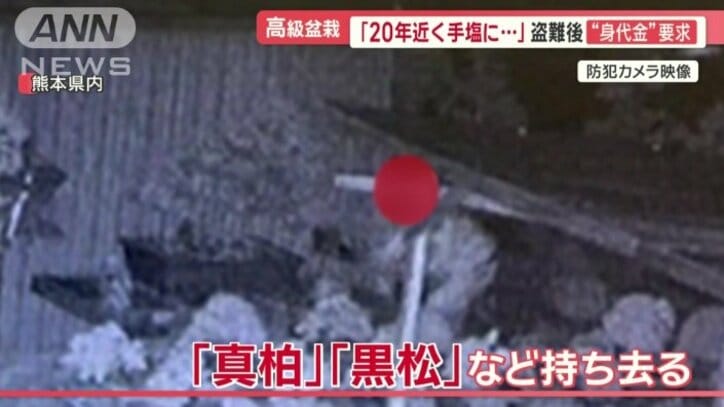 盗まれた盆栽は33鉢、被害総額は1880万円に上る