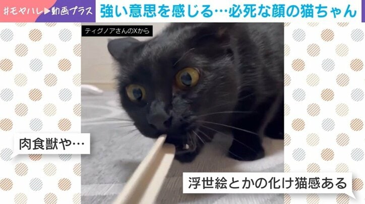 猫のノアールちゃん
