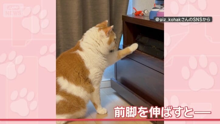 ゲーム機に前脚を伸ばすと…
