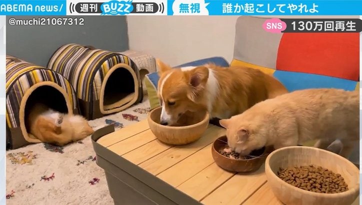 「1匹だけおかしなことに…」思わず“二度見する”ペットの珍風景 「起こしてあげて」の声も