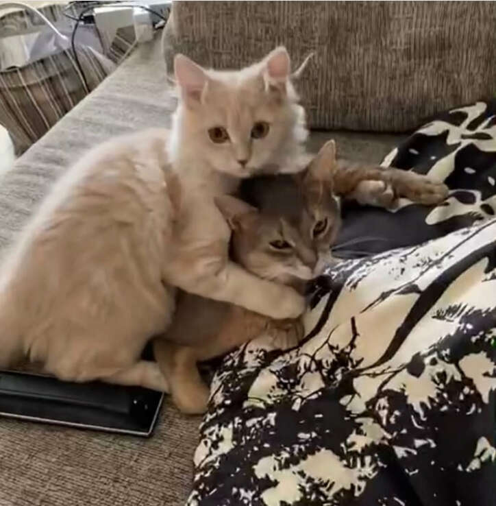 あいのり・桃、夫が撮影した“奇跡”動画に感動「涙でそうだった…」