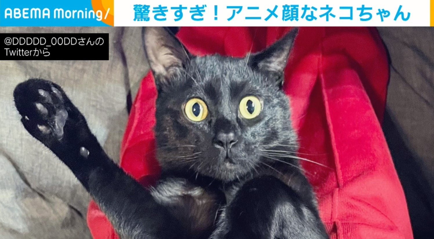 飼い主のくしゃみに驚いた猫の“面白リアクション”に「アニメみたいな顔」「100点満点」と称賛の声 話題 Abema Times