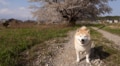 春の輪島を“ぽにぽに”と歩く柴犬 震災から3年目の日常に「何気ない日々が一番のしあわせ」「かわいすぎる！」「もうそんなに経つのか…」など反響