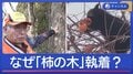 “クマ捕獲の最前線”猟友会が感じた異変　なぜ「柿の木」に執着する？