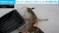大ピンチ…氷上で滑り必死にもがくシカ 「いい子だ。噛むなよ…」漁師が救出する一部始終 ロシア