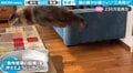 ソファに爪を立てていた猫が“まさかの方法”で逃走「キャプ翼の若島津くんかな?」「なんだこの機動!?」驚きの反響