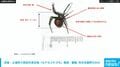 茨城・土浦市で特定外来生物「セアカゴケグモ」発見・駆除 市が注意呼びかけ
