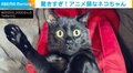 飼い主のくしゃみに驚いた猫の“面白リアクション”に「アニメみたいな顔」「100点満点」と称賛の声