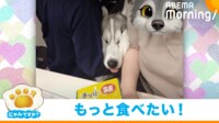 【映像】おやつへの執念強めな犬