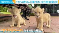 “3つ子”ライオン赤ちゃん 人工哺育のワケ