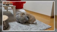 うさぎがお友達と無限ぐるぐる