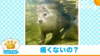 【映像】カワウソの“特殊能力”