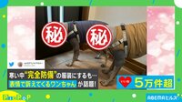 表情よ...ワンちゃんを“完全防備”にした結果
