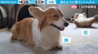 【映像】大胆すぎる寝姿に「M字開脚か」