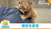 【映像】体重測定を“全力拒否”するコアラ