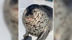 「どこが顔かわからない」破壊力抜群なアザラシの特技 飼育員との“でこぼこ”コンビにほっこり