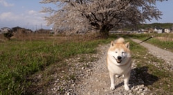春の輪島を“ぽにぽに”と歩く柴犬 震災から3年目の日常に「何気ない日々が一番のしあわせ」「かわいすぎる！」「もうそんなに経つのか…」など反響
