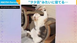 ヲタ芸をする猫!?  無防備すぎる“愛らしい”寝相に「芸術的な寝方!」「笑いが止まりません」と話題