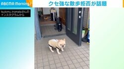 「イヤだイヤだ！」“クセ強”な駄々をこねて散歩拒否するフレブルの姿に「この動きは反則」「可愛いにも程がある」と話題