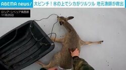 大ピンチ…氷上で滑り必死にもがくシカ 「いい子だ。噛むなよ…」漁師が救出する一部始終 ロシア