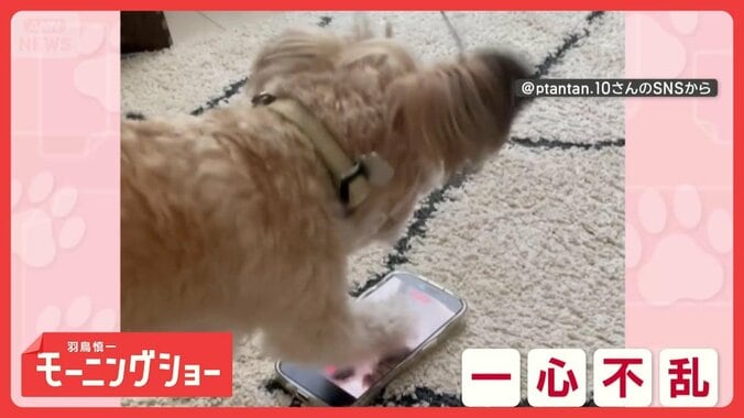 一心不乱にスマホをカリカリするワンちゃん　画面には自分の姿が…　戦ってるの？ 1枚目