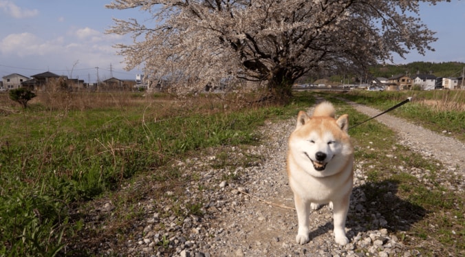 柴犬のらんまるくん