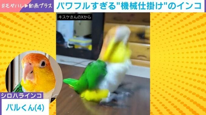 シロハラインコのパルくん（4歳）