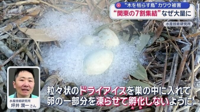 「ヒナが孵化しないようにする」