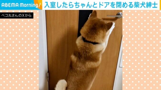 柴犬の茶々丸くん
