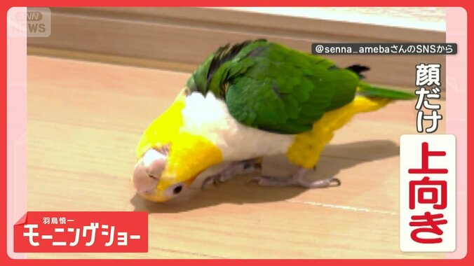 頭だけ！上を向いて歩こう　仰天インコさん　頭だけ上を向いてカニ歩きも　なぜ？ 1枚目