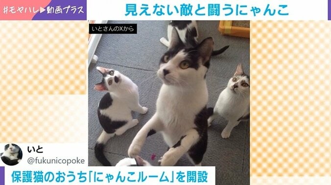 保護猫・くまちゃん
