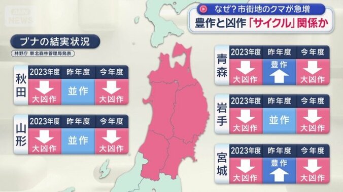 ブナの結実状況