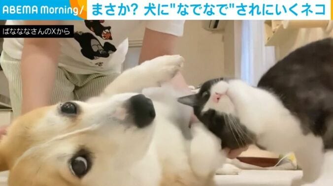 あんずちゃんとちくわぶちゃん