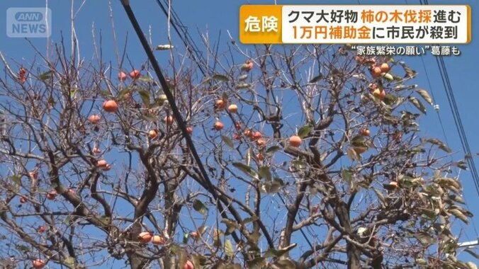 60年前に植えた思い出の柿の木