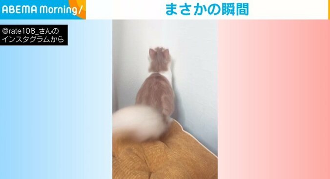 夢中になると周りが見えなくなる猫 吸い込まれるように落下していく姿に「芸人みたい」「笑ってしまいました」と反響 1枚目