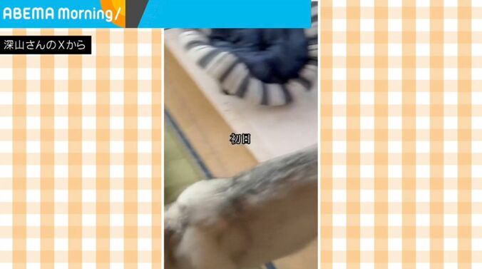 シベリアンハスキーのアシリちゃん